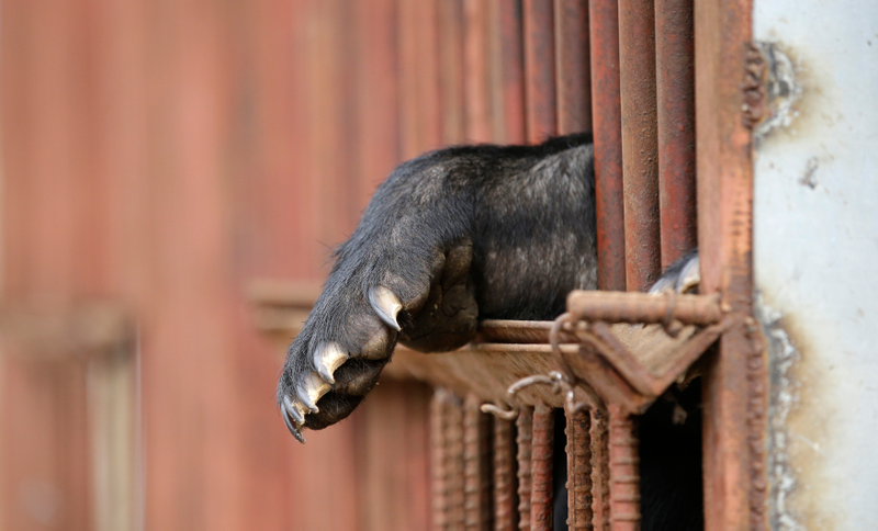 Un oso en su jaula en una granja de China. AP